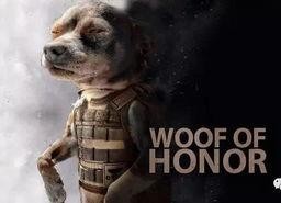 娱乐吃瓜汪星人是谁,网络红星的崛起之路